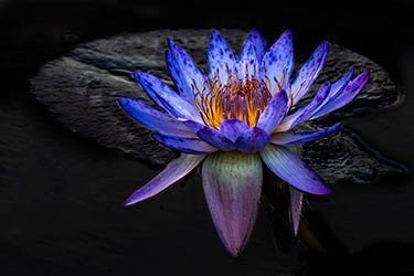 Blue Lotus of the Nile