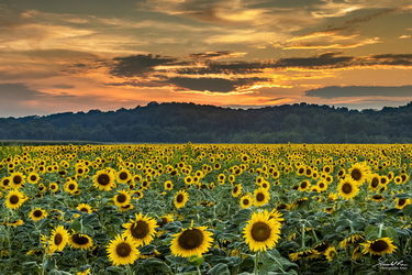 Sunflowers at Sunset
