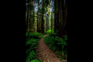 Walk in the Redwoods